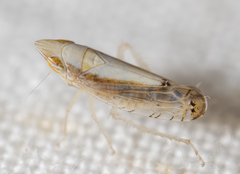 Scaphytopius elegans