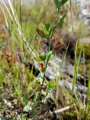 Polygonum achoreum