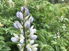 Lupinus albus