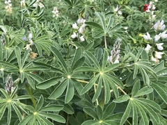 Lupinus albus