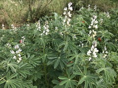 Lupinus albus