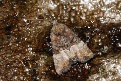 Mesoligia furuncula