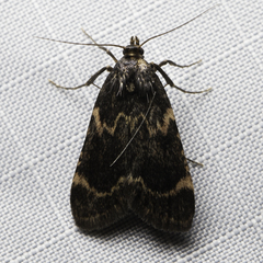 Aglossa