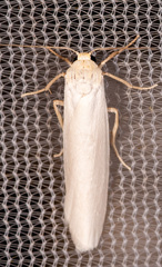 Crambidia xanthocorpa