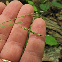 Carex debilis rudgei