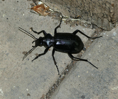 Calosoma peregrinator