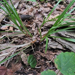 Carex debilis rudgei