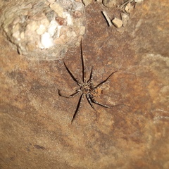 Tyrotama arida