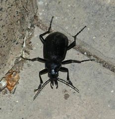 Calosoma peregrinator