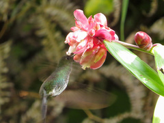 Haplophaedia aureliae
