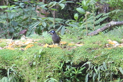 Melidectes belfordi