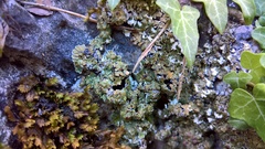 Squamarina cartilaginea