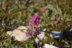 Castilleja raupii