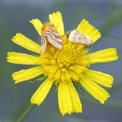 Schinia fulleri