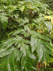 Angelica ursina