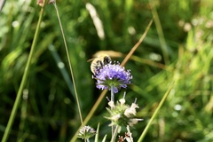 Bombus muscorum