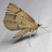 Bordered Fawn Moth - Photo (c) Ken-ichi Ueda, some rights reserved (CC BY), uploaded by Ken-ichi Ueda