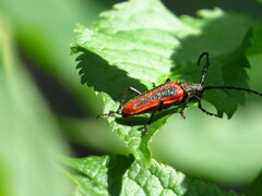 Desmocerus aureipennis