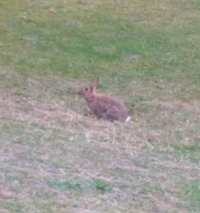 Oryctolagus cuniculus