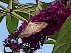 Cydalima perspectalis