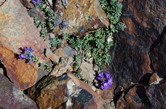 Linaria alpina alpina