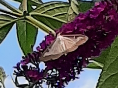 Cydalima perspectalis