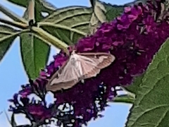 Cydalima perspectalis