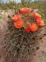 Ferocactus wislizeni