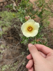Hibiscus coulteri