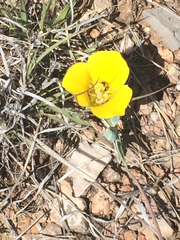Calochortus kennedyi