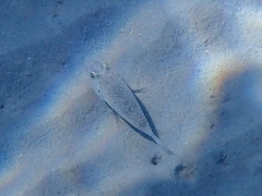 Torquigener flavimaculosus