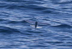 Cheilopogon