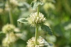 Marrubium friwaldskyanum