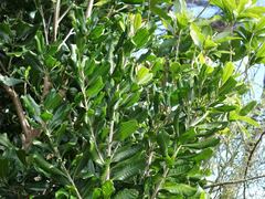 Planchonella costata