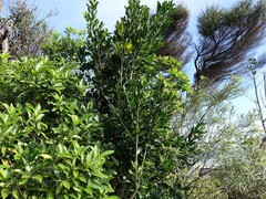 Planchonella costata