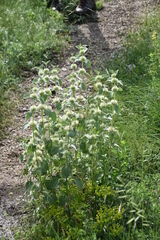 Marrubium friwaldskyanum