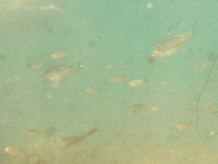 Seriphus politus