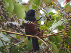 Diglossa gloriosissima