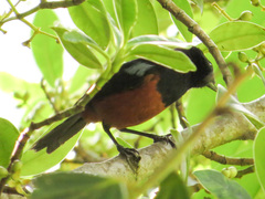 Diglossa gloriosissima