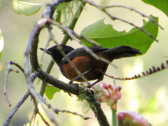 Diglossa gloriosissima