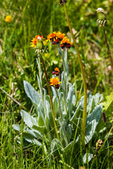Tephroseris integrifolia