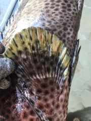 Epinephelus maculatus