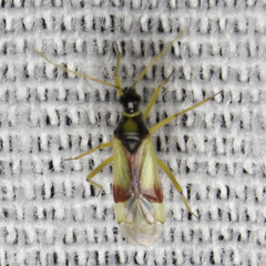 Tupiocoris californicus