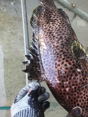 Epinephelus maculatus