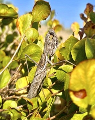 Rivetinini