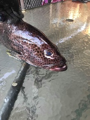 Epinephelus maculatus