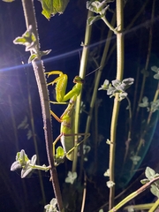 Hierodula transcaucasica