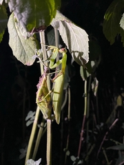 Hierodula transcaucasica