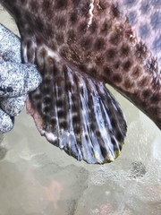 Epinephelus maculatus