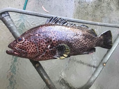 Epinephelus maculatus